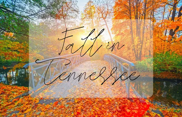 Fall Time Tasks Around the House!,Jenn McMillion