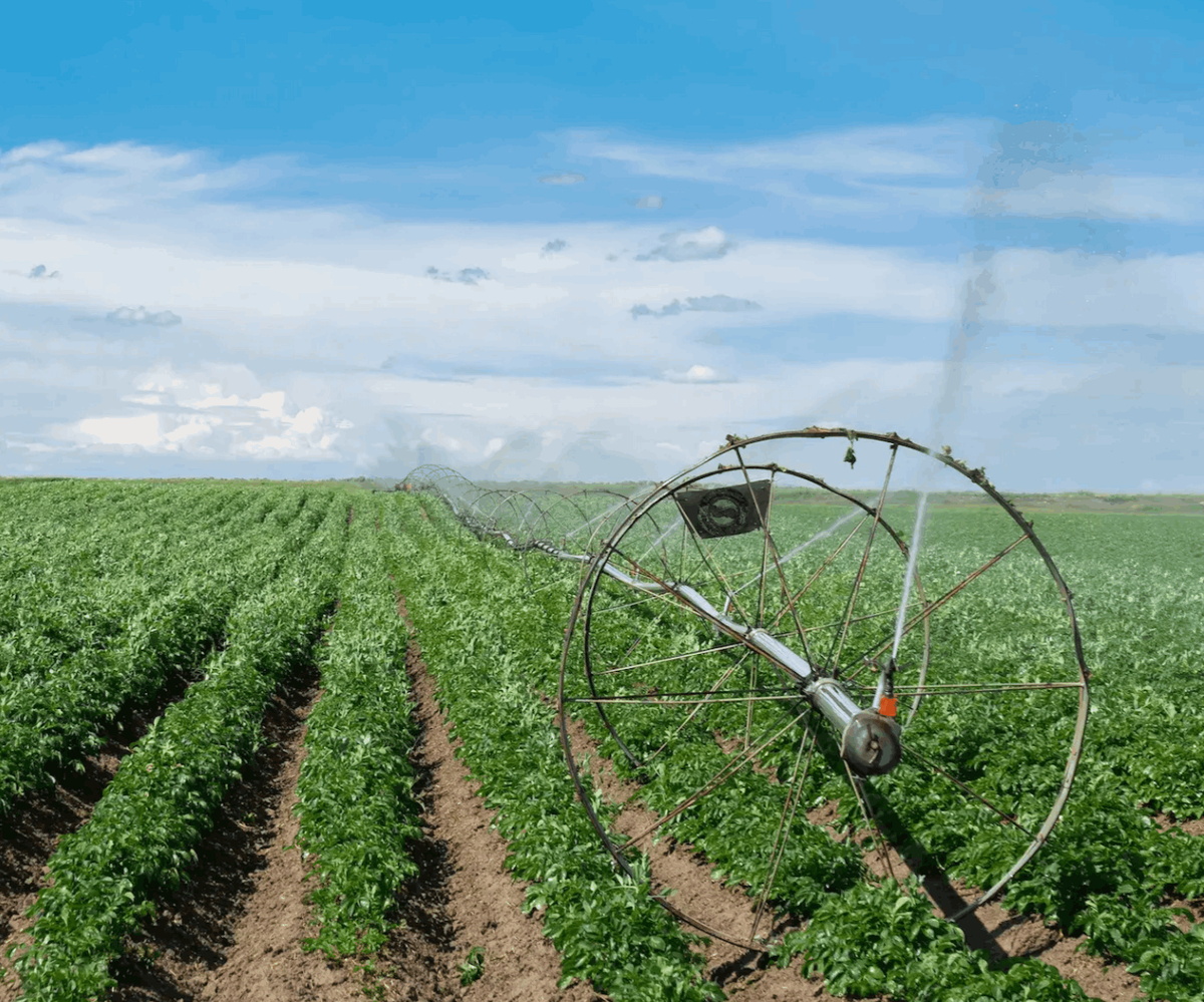 A potato field with a sprinkler near burley idaho homes for sale