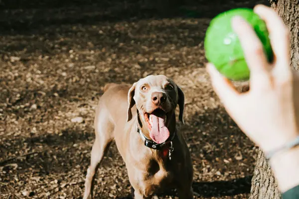 Best Off-Leash Dog Parks in St. Augustine, FL,Kevin Howard