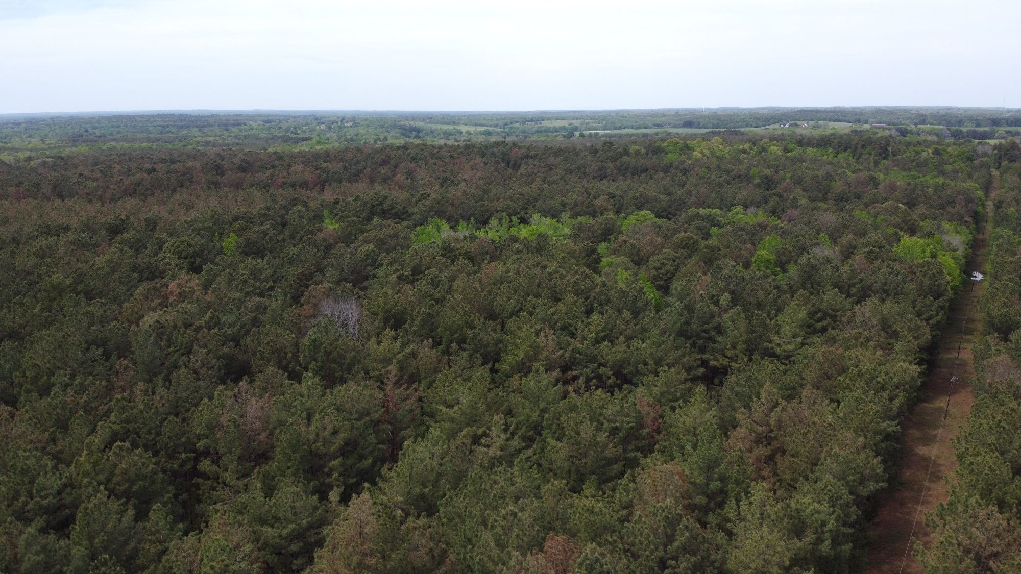 aerial view of pine timber land in east texas