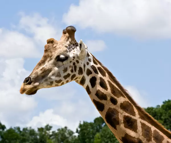 Explore Wildlife and Fun at ZooTampa at Lowry Park