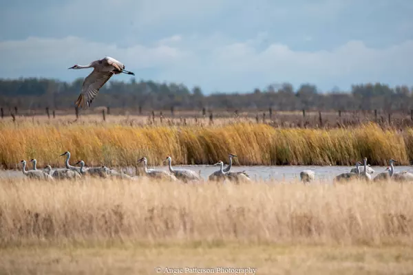 sandhill-crane-angie-patterson-1461