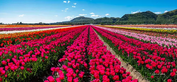 Search Abbotsford Properties For Sale