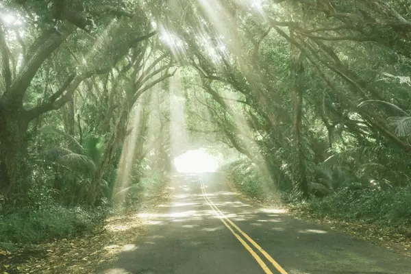Red Road Puna