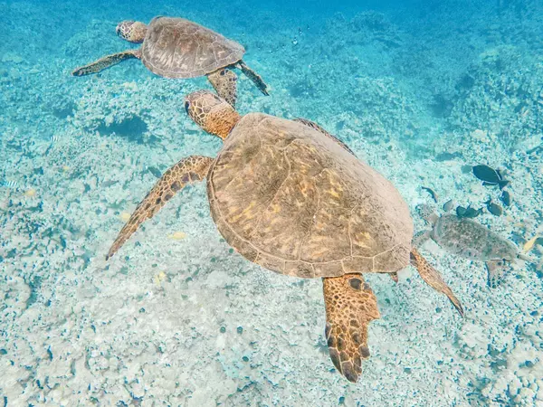 Sea-Turtles-Kona