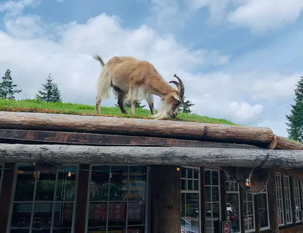 Goats on the roof - Coombs, BC