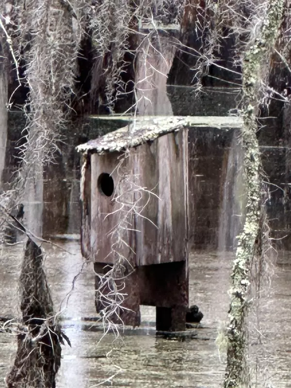 feature image of Dungannon Plantation Heritage Preserve