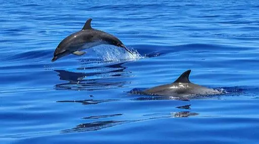 Questions about Navarre & Navarre Beach Part 1- Sharks, Dolphins, Crabs, Sea Turtles, Jellyfish, Fish, Herons, & Egrets,Jennifer Cook