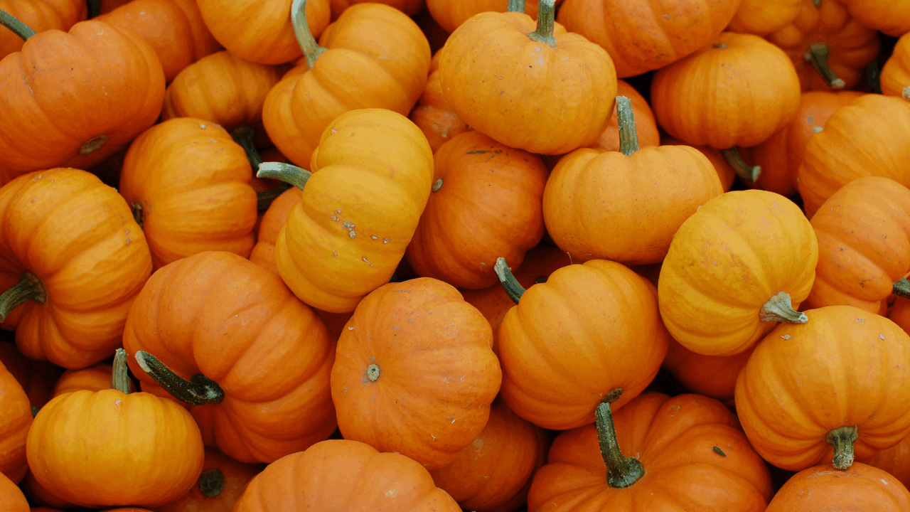  Hunsader Farms Pumpkin Festival 