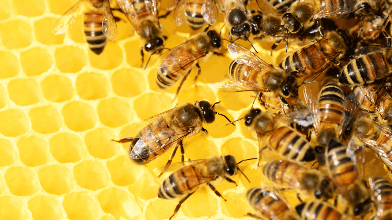 Heritage Bee Farm o