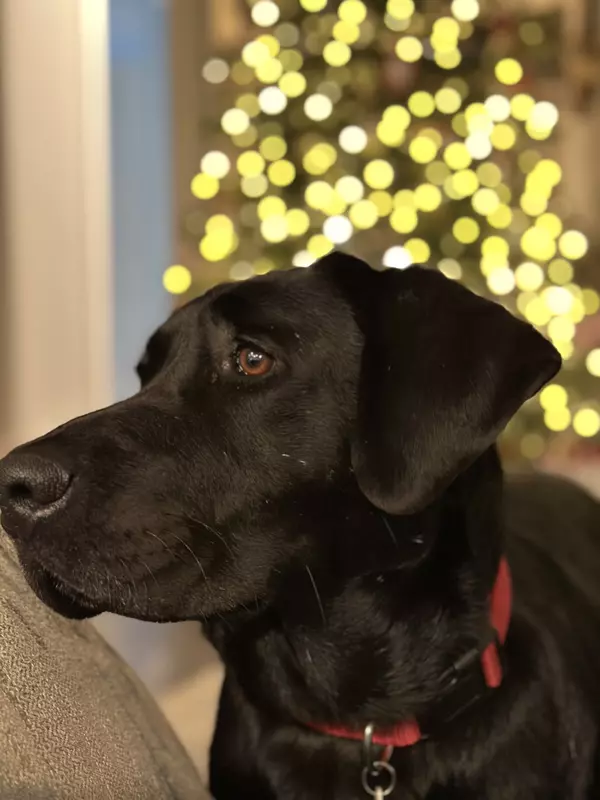 Colt the dog