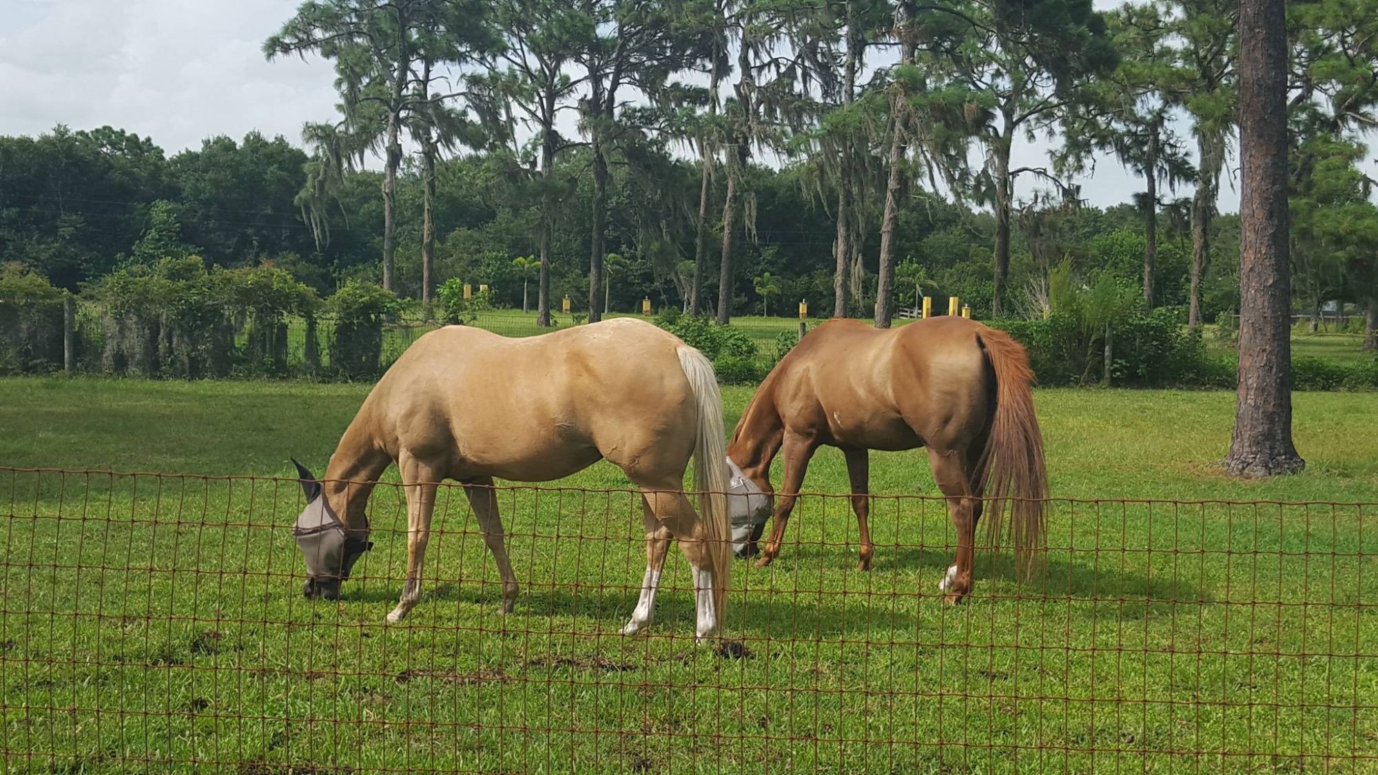 myakka city real estate | the 941 lifestyle group