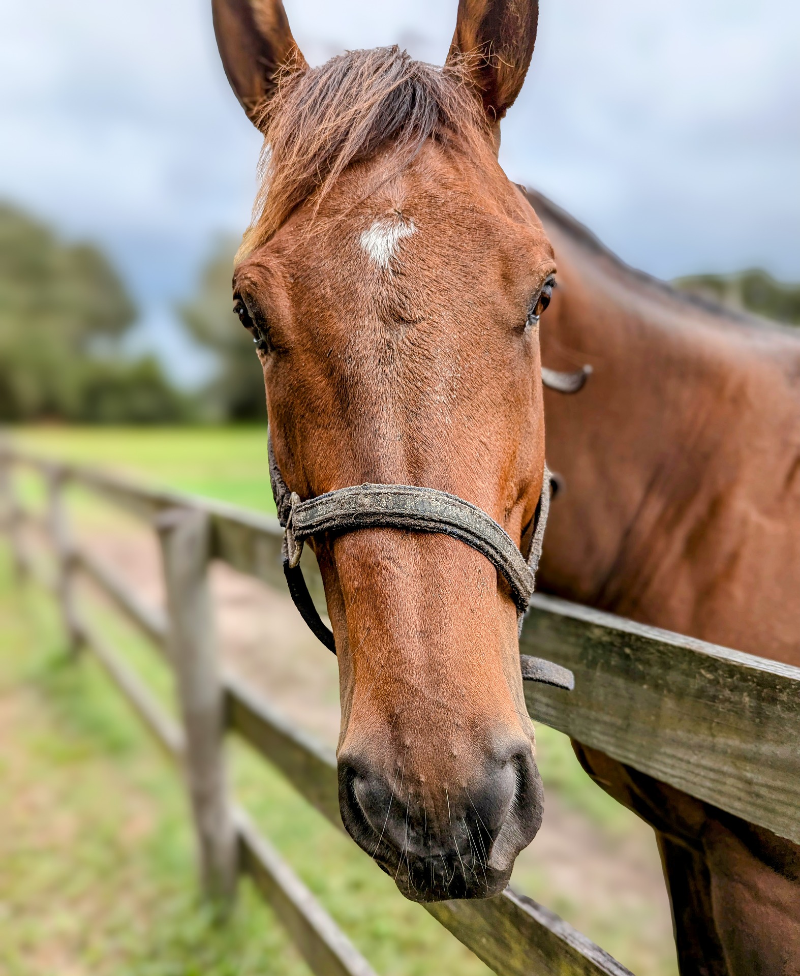 Close-up of a brown horse on a farm in Errington, BC, standing by a wooden fence with lush green pasture in the background. A scenic Vancouver Island rural property ideal for equestrian living and acreage homes.