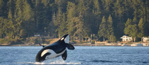 Orca Whale Jumping near Vancouver Island