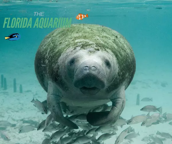 feature image of Things to Do in Tampa: Dive into Adventure at The Florida Aquarium