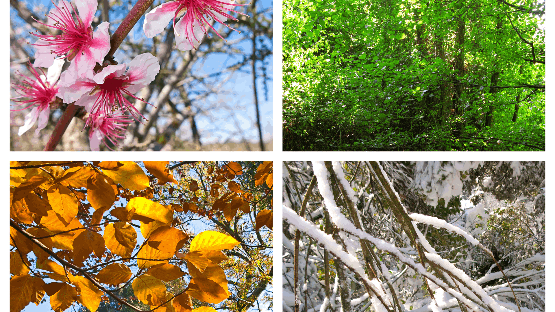 Four-Season Climate