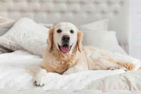 The Ultimate Guide to Pet-Proofing Your Home,Khoa Le