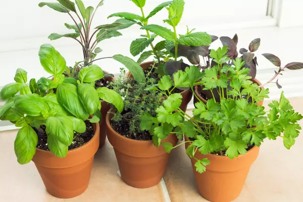 How to Start an Indoor Food Garden for Beginners on Long Island's North Shore