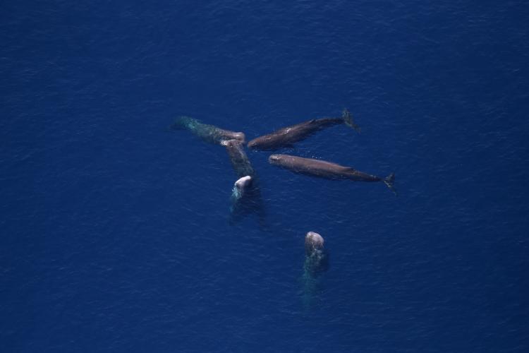 Sperm whales. Credit: NOAA Northeast Fisheries Science Center.