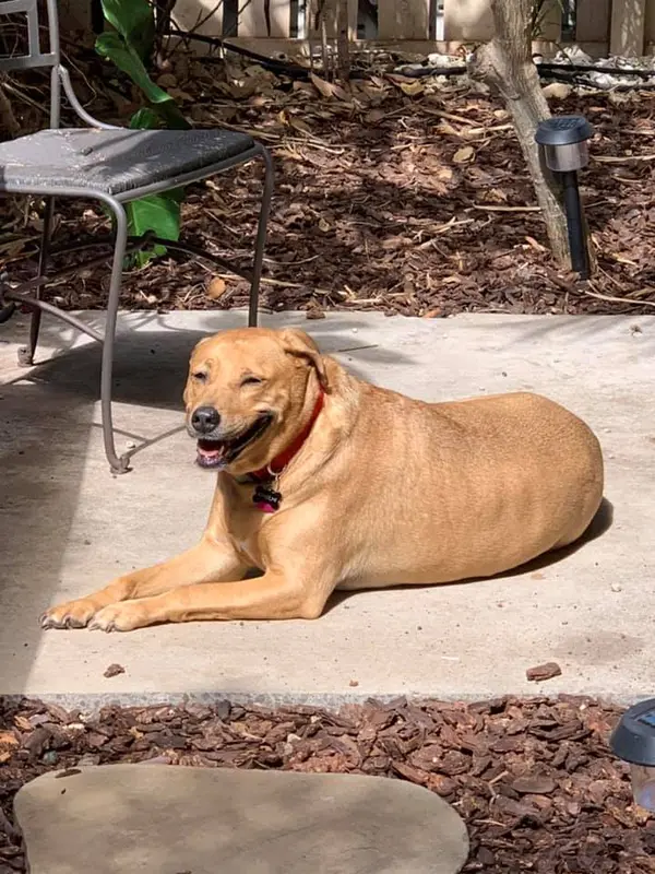 Dog-Friendly Places in Lakewood Ranch, Florida: Where to Take Your Pup for Fun and Fresh Air,Adam Miller