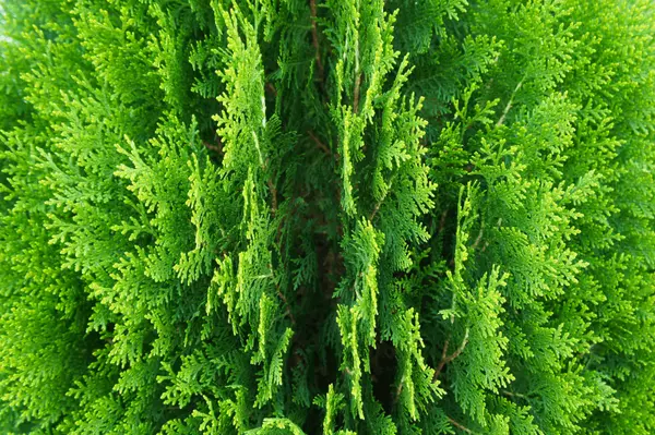 Best Trees for Privacy in Your Toronto Home,Khoa Le