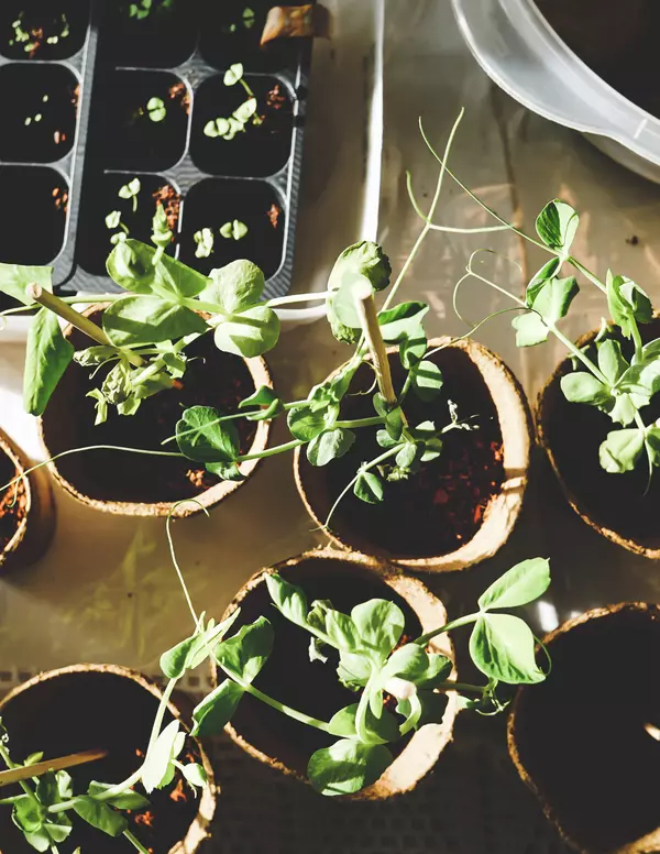 Planning Your Spring Garden in Florida ,Thomas J. Morillo