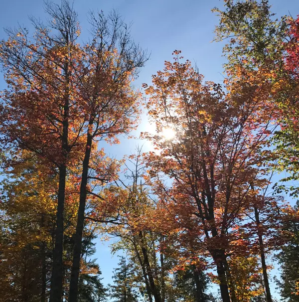 Sun shining through the trees on a fall day in Fayette Maine 04349