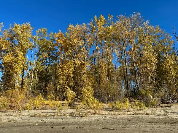 Considering Moving to Washougal, WA? Explore the Pros, Cons, and Why It Might Be Your Perfect Home,Cassandra Marks