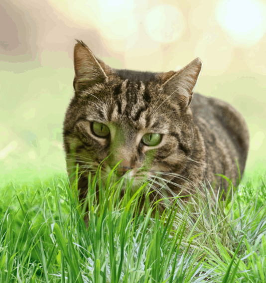 grass, cat, grow, mow, lawn, greenery, spring