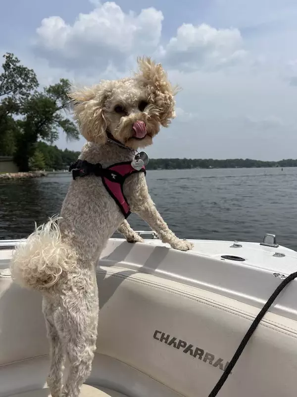 Zoey enjoying some boat time