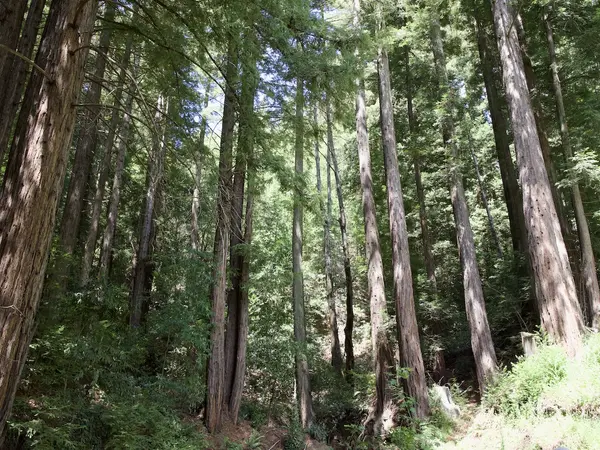 420 Outer Zayante Rd, Los Gatos, CA 95033
