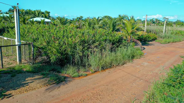 Stann Creek
