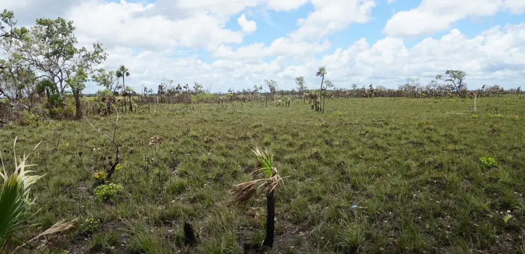 Mile 14 George Price Highway, Belize,