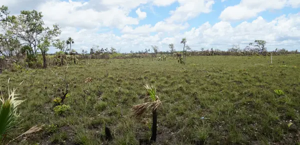 Mile 14 George Price Highway, Belize,