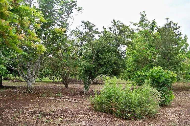 Belize District, Spanish Lookout,