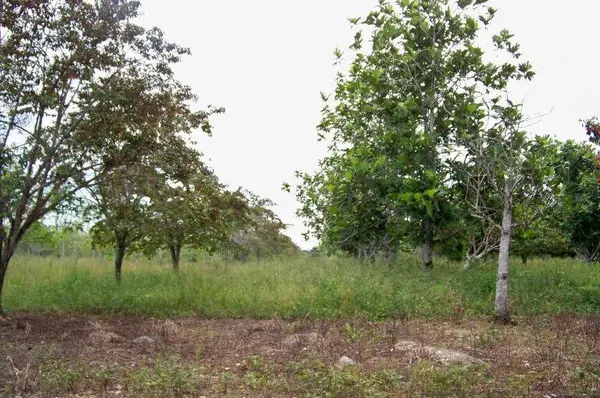 Belize District, Spanish Lookout,