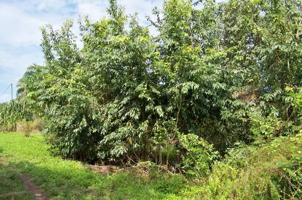 Gales Point, Belize District,