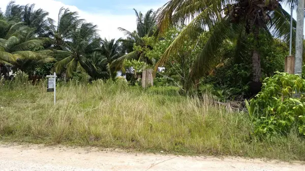 western pines, Belize District, District