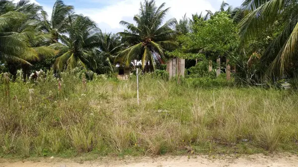 western pines, Belize District, District
