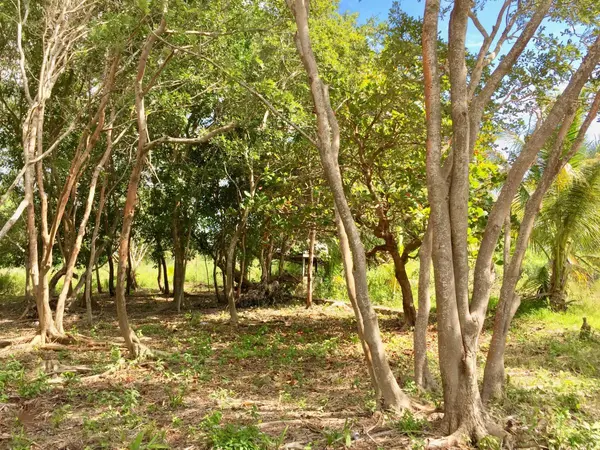 Consejo Village, Corozal,