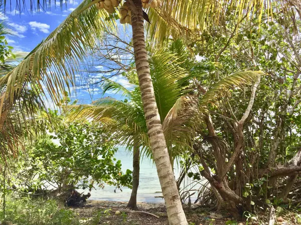 Consejo Village, Corozal,