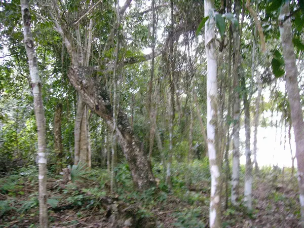 Progresso, Corozal,
