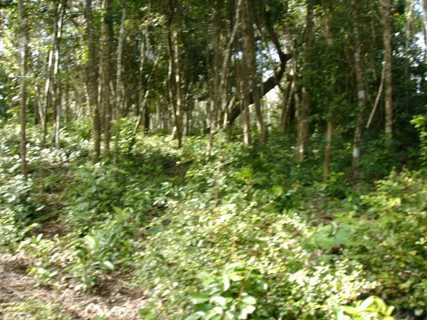 Progresso, Corozal,