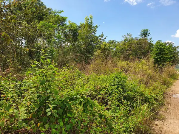 Mountain View Area, Belmopan,