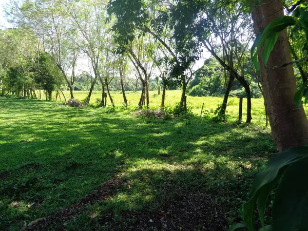 Forest Home, Toledo,