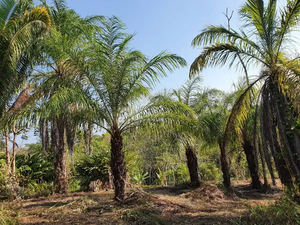 18 Miles San Antonio Road, Punta Gorda, Land