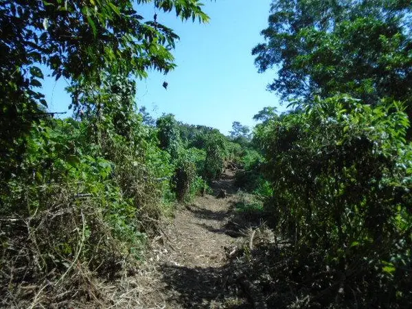 San Pedro Columbia, Toledo Belize.,