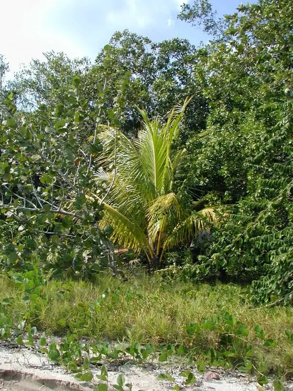 Hopkins, Stann Creek,