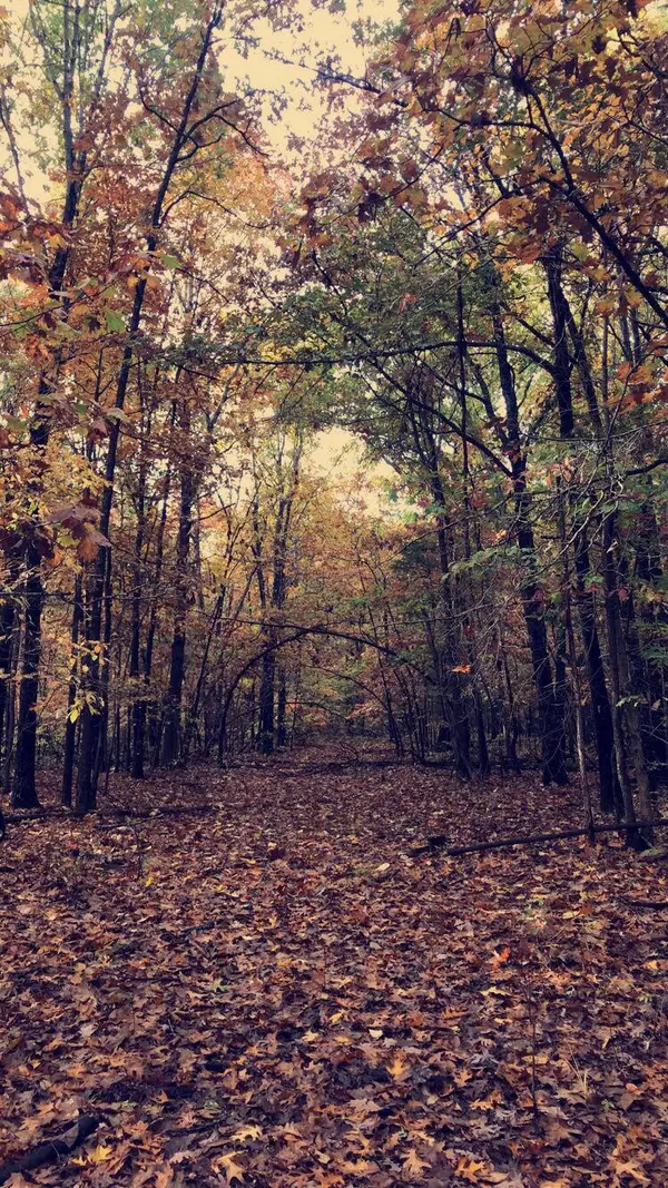 TBD CR 831, Gainesville, MO 65655, USA