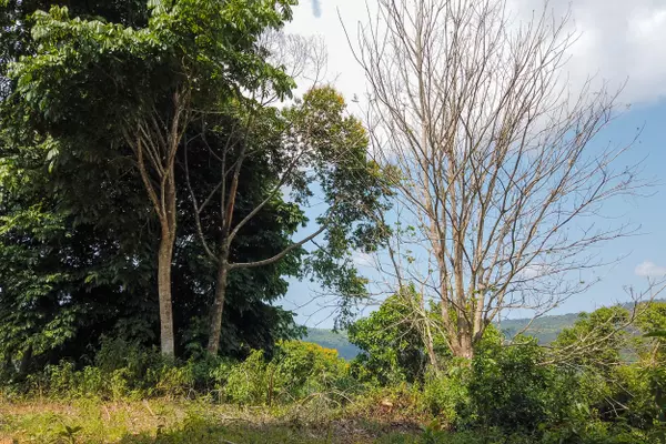 Dominical, Rica,Finca Dos Bocas